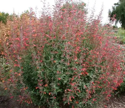 Agastache, Coronado Red