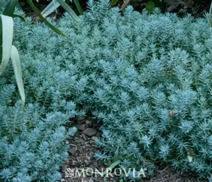 Sedum, Blue Spruce