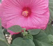Hardy Hibiscus, Luna Rose