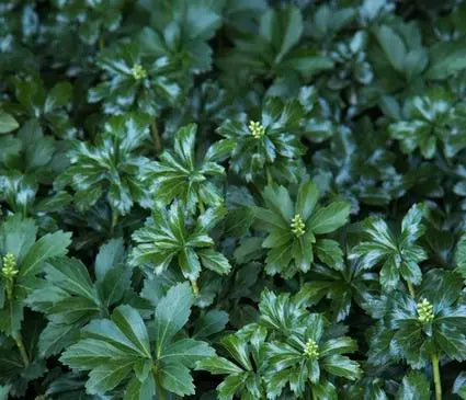 Spurge, Green Sheen