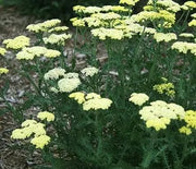 Yarrow, Moondust