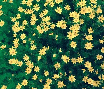 Tickseed, Golden Showers