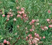Burning Bush, Turkestan