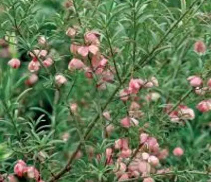 Burning Bush, Turkestan
