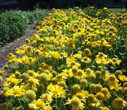 Blanket Flower, Mesa Yellow