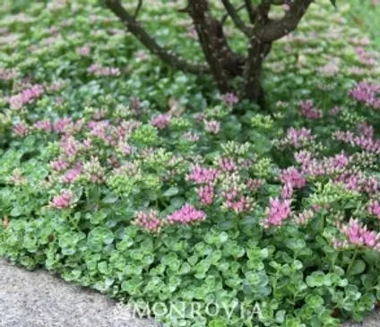Sedum, John Creech