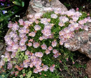 Ice Plant, Mesa Verde