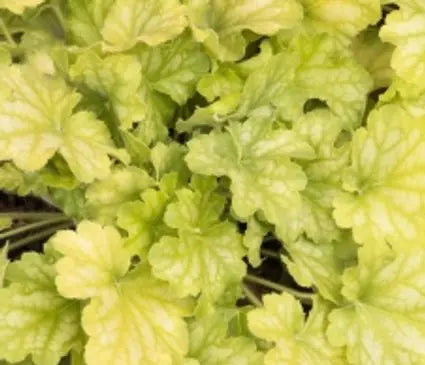 Coral Bells, Carnival Limeade