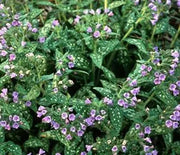 Lungwort, Mrs. Moon