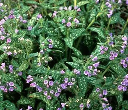 Lungwort, Mrs. Moon