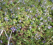 Speedwell, Crystal Rivers