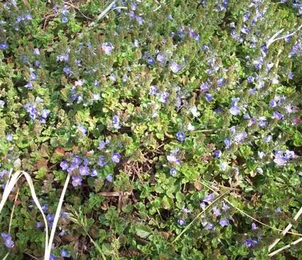 Speedwell, Crystal Rivers