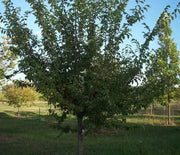 Elm, Triumph
