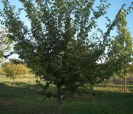 Elm, Triumph