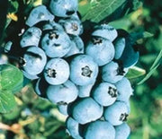 Blueberry, Northcountry