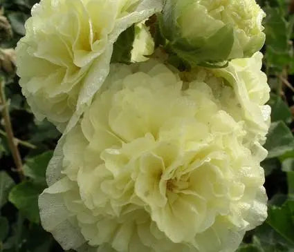 Hollyhock, Chater's Double Yellow