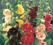 Hollyhock, Chater's Double Mix