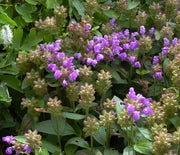 Self Heal, Bigleaf Loveliness Blue