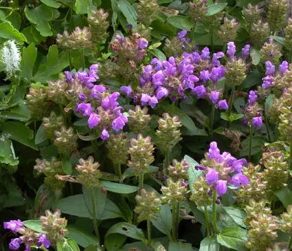 Self Heal, Bigleaf Loveliness Blue