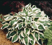 Hosta, Patriot
