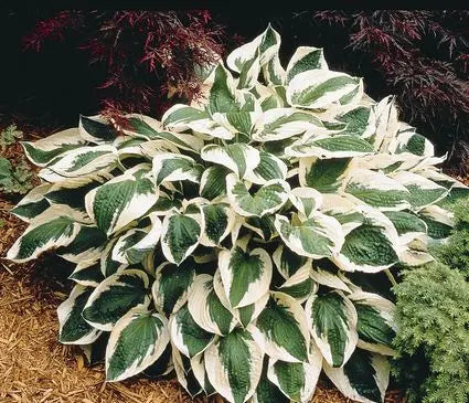 Hosta, Patriot