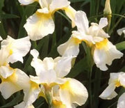 Iris, Siberian Butter and Sugar