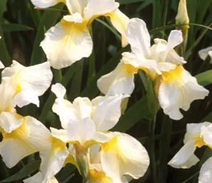 Iris, Siberian Butter and Sugar