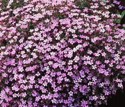 Soapwort, Rock