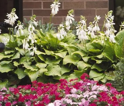 Hosta, Royal Standard