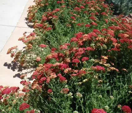 Yarrow, Paprika