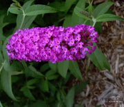 Butterfly Bush, Royal Red