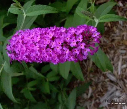 Butterfly Bush, Royal Red