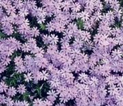 Phlox, Creeping Fort Hill