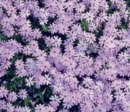 Phlox, Creeping Fort Hill