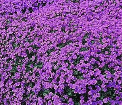 Rock Cress, Spring Charm