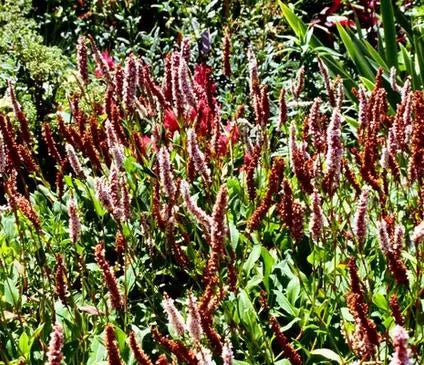 Border Jewel, Himalayan  (Fleece Flower)