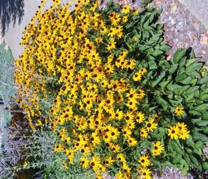 Black Eyed Susan, Goldstrum