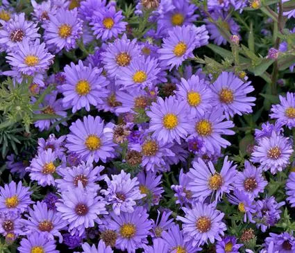 Aster, Audrey
