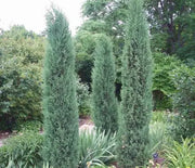 Juniper, Taylor