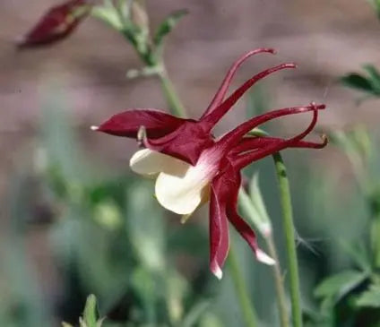 Columbine, Crimson Star