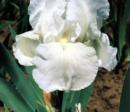 Iris, German Bearded Immortality
