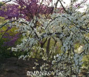 Redbud, Vanilla Twist