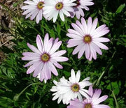 African Daisy, Lavender Mist