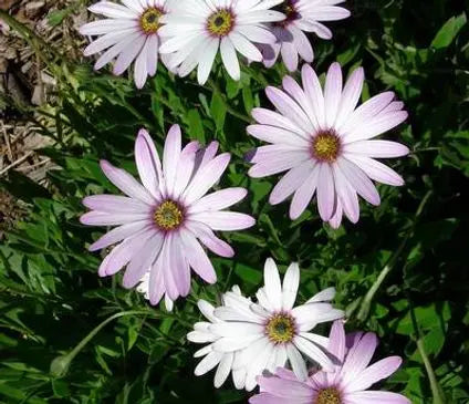 African Daisy, Lavender Mist