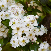 Hawthorn, Russian