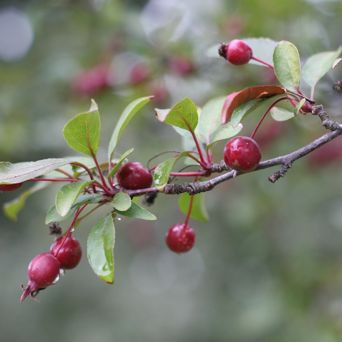 Crabapple, Prairifire
