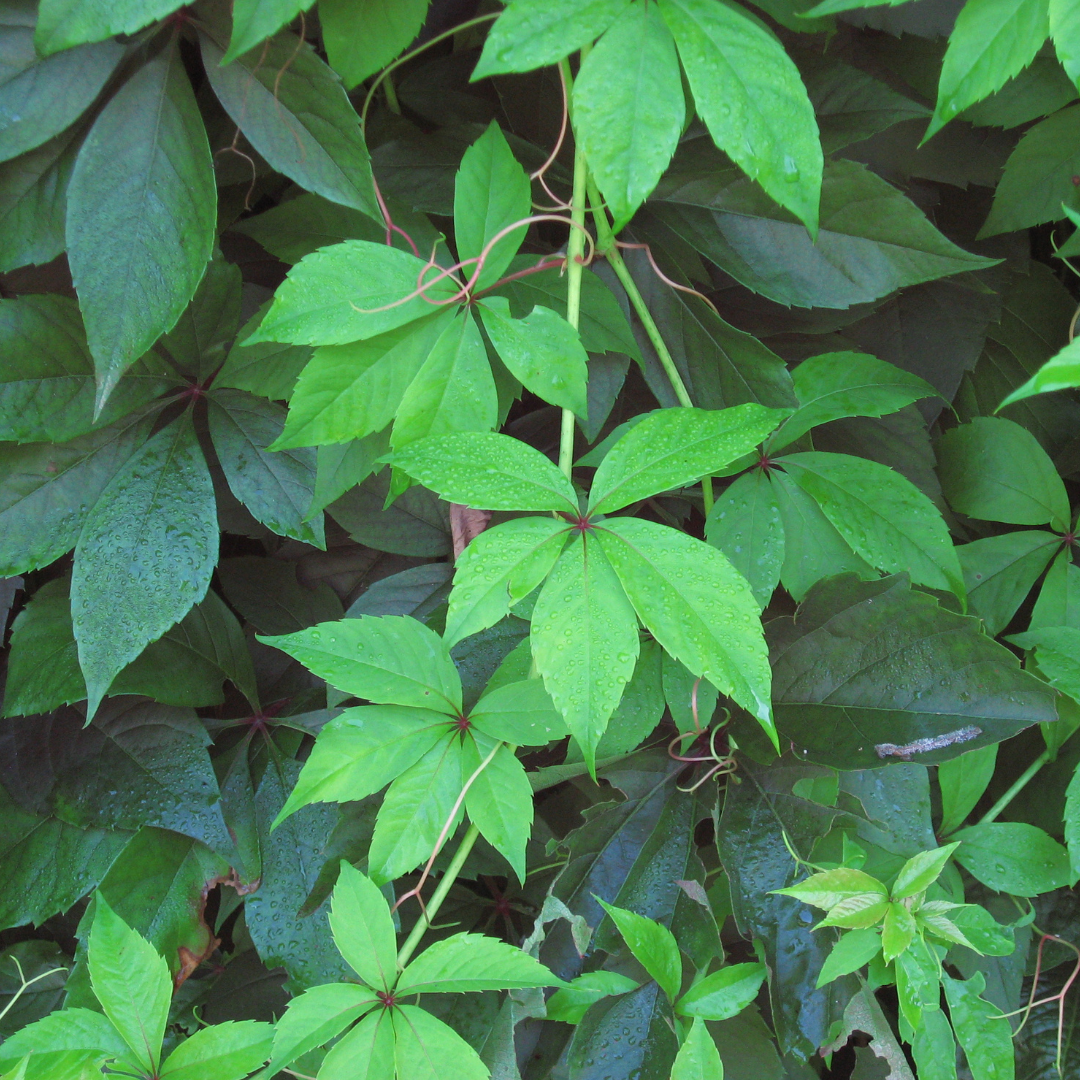 Virginia Creeper