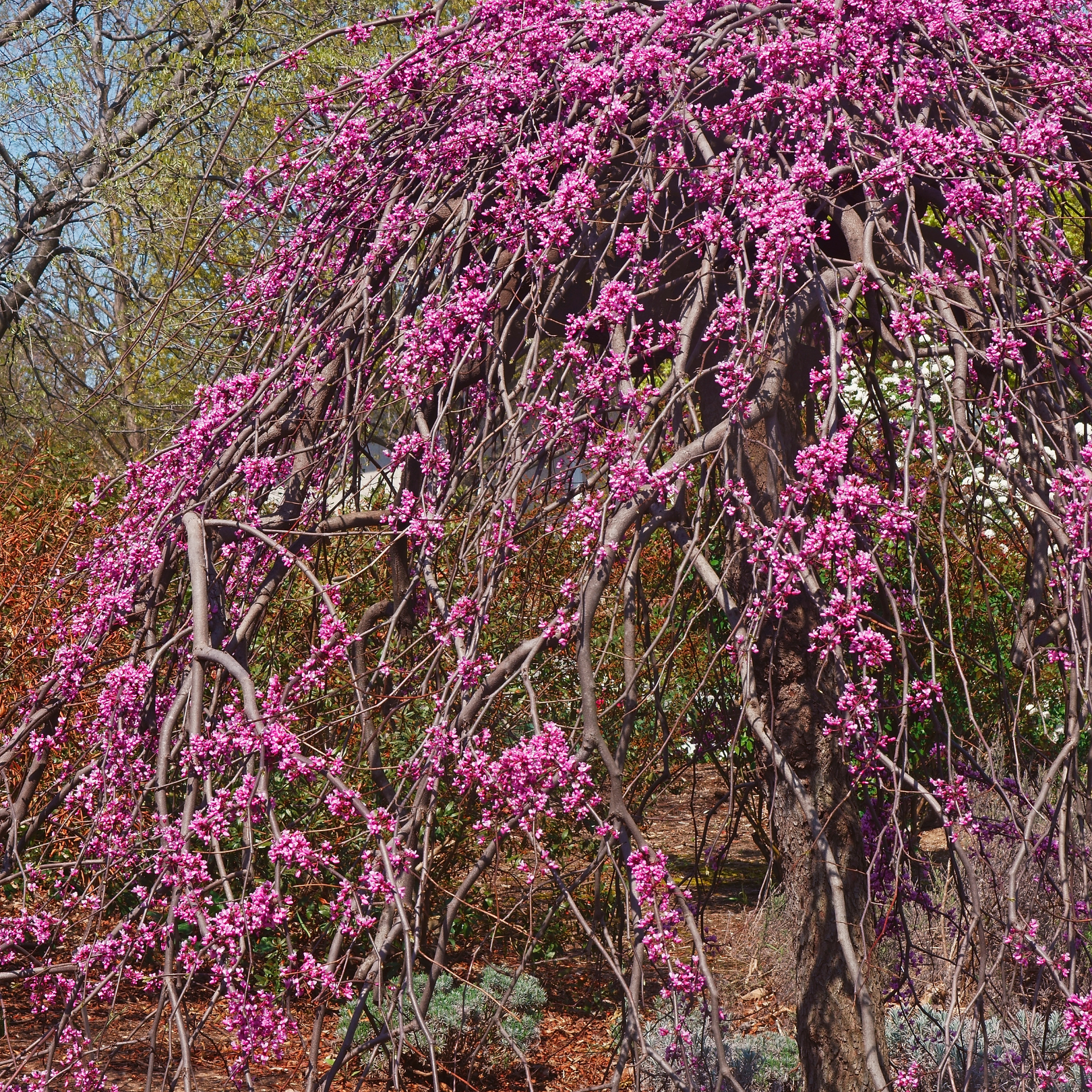 Redbud, Lavender Twist