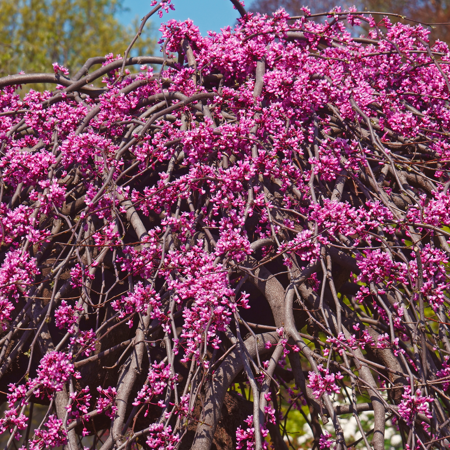 Redbud, Lavender Twist