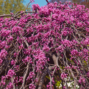 Redbud, Lavender Twist